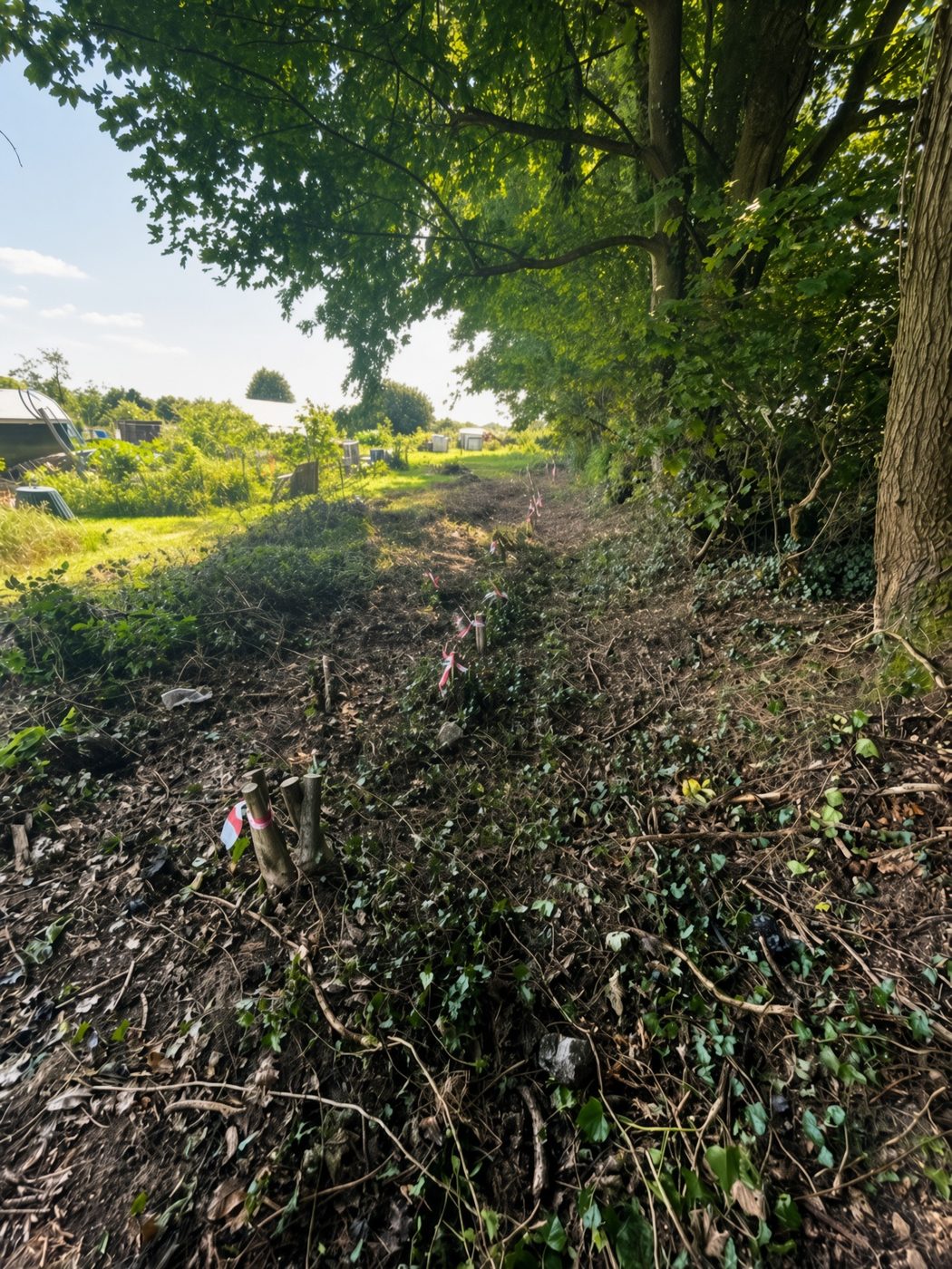 The old footpath route marked out through the undergrowth